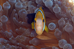 Amphiprion tricinctus