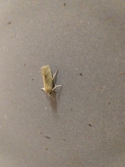 Earias paralella