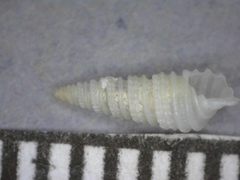 Triptychus niveus