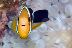 Amphiprion tricinctus