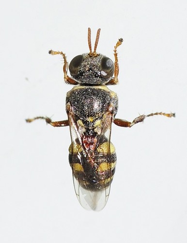 Representative image of Oxybelus lamellatus andalusiacus