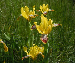 Iris variegata