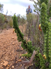 Erica coccinea