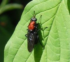 Clitellaria ephippium