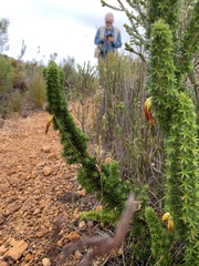 Erica coccinea