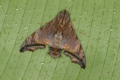 Nyceryx stuarti