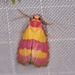 Phoenicophanta bicolor