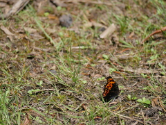 Polygonia oreas