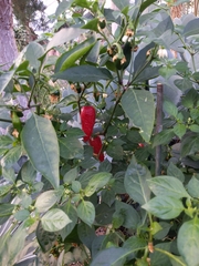Capsicum annuum annuum