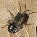 Urbane Digger Bee - Photo (c) R.J. Adams, some rights reserved (CC BY-NC), uploaded by R.J. Adams