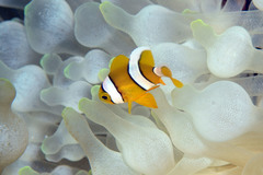 Amphiprion tricinctus