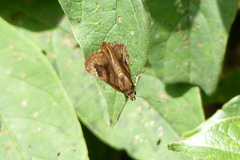Nisoniades macarius