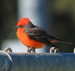 Pyrocephalus rubinus