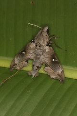 Madoryx oiclus