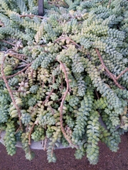 Sedum burrito