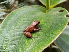 Pristimantis thectopternus