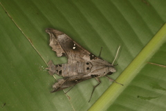 Madoryx oiclus