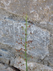 Scrophularia canina canina