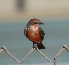 Pyrocephalus rubinus