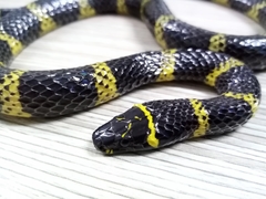 Cope's False Coral Snake photo 3