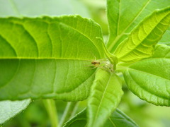 Pisaurina