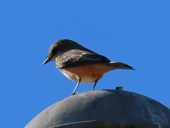 Pyrocephalus rubinus