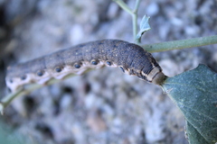 Proserpinus terlooii