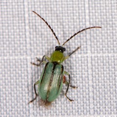 Diabrotica longicornis