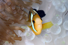 Amphiprion tricinctus