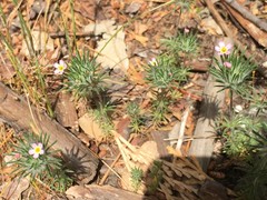 Leptosiphon ciliatus