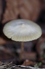 Entoloma pleopodium