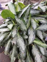 Aglaonema modestum