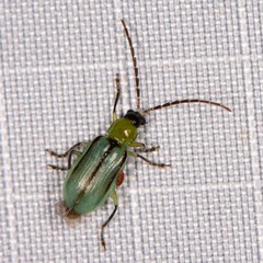 Diabrotica longicornis
