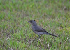 Coryphospingus pileatus