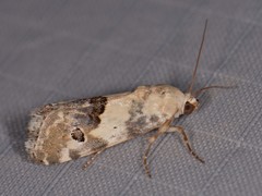 Acontiini