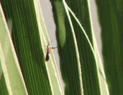 Aetole unipunctella