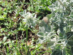 Marrubium incanum