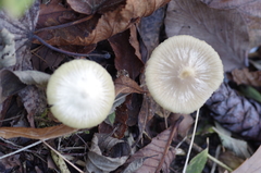 Entoloma pleopodium