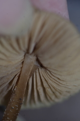 Entoloma pleopodium