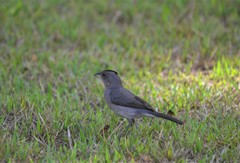 Coryphospingus pileatus