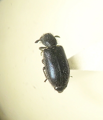 Necrobia violacea