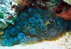 Amphiprion tricinctus