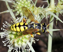 Philanthus dufourii