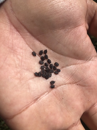 Wide Spikenard