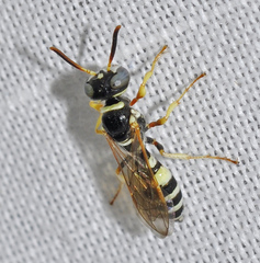 Philanthus pulchellus