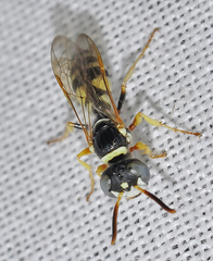 Philanthus pulchellus