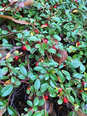 Cotoneaster dammeri