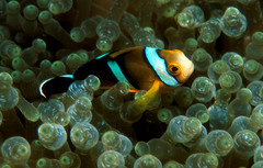 Amphiprion tricinctus