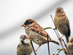 Passer domesticus