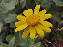 Senecio aetnensis
